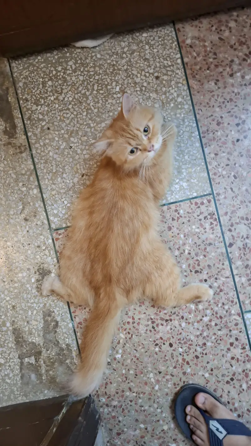 Persian  Female Cat Urgent Sale — photo 2