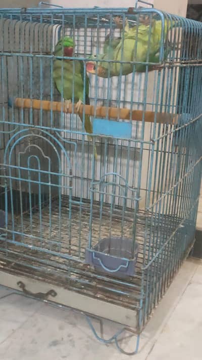 Tame talking pair with cage