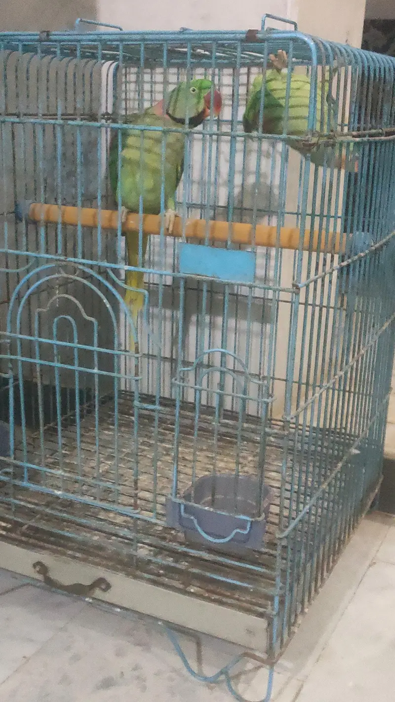Tame talking pair with cage — photo 2