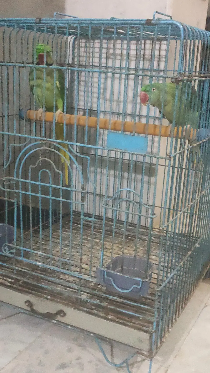Tame talking pair with cage — photo 3
