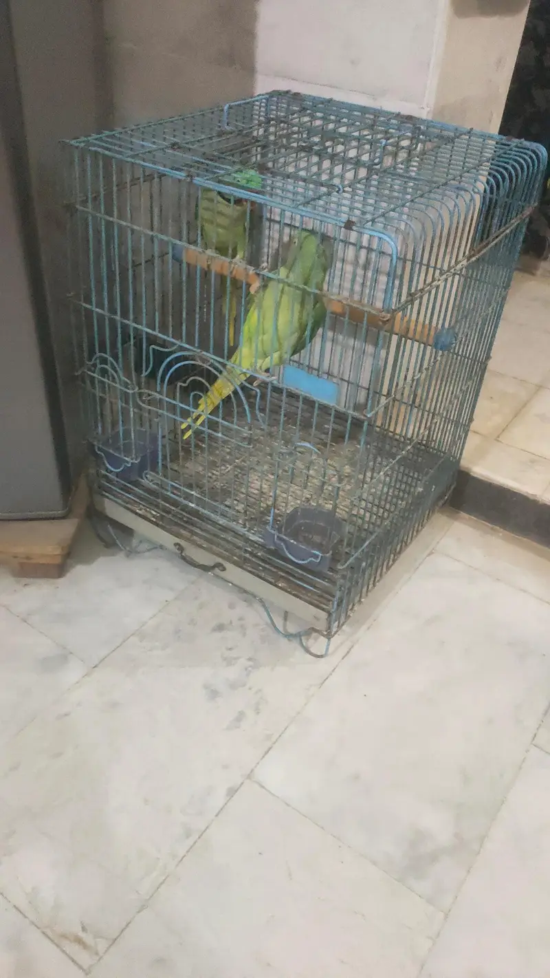 Tame talking pair with cage — photo 4