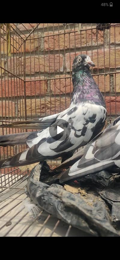 breeder kabootar Whatsapp 03/29/46/64/5/32