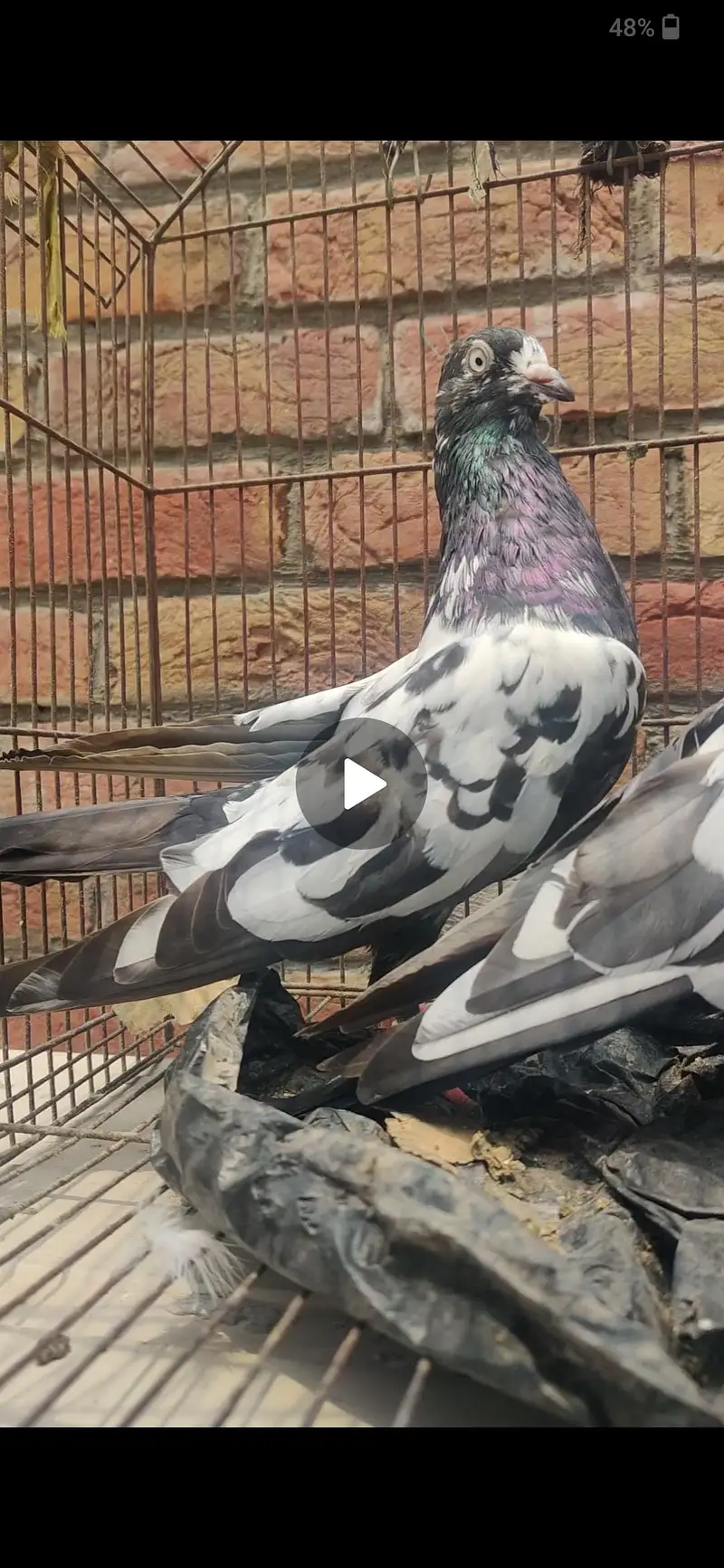 breeder kabootar Whatsapp 03/29/46/64/5/32