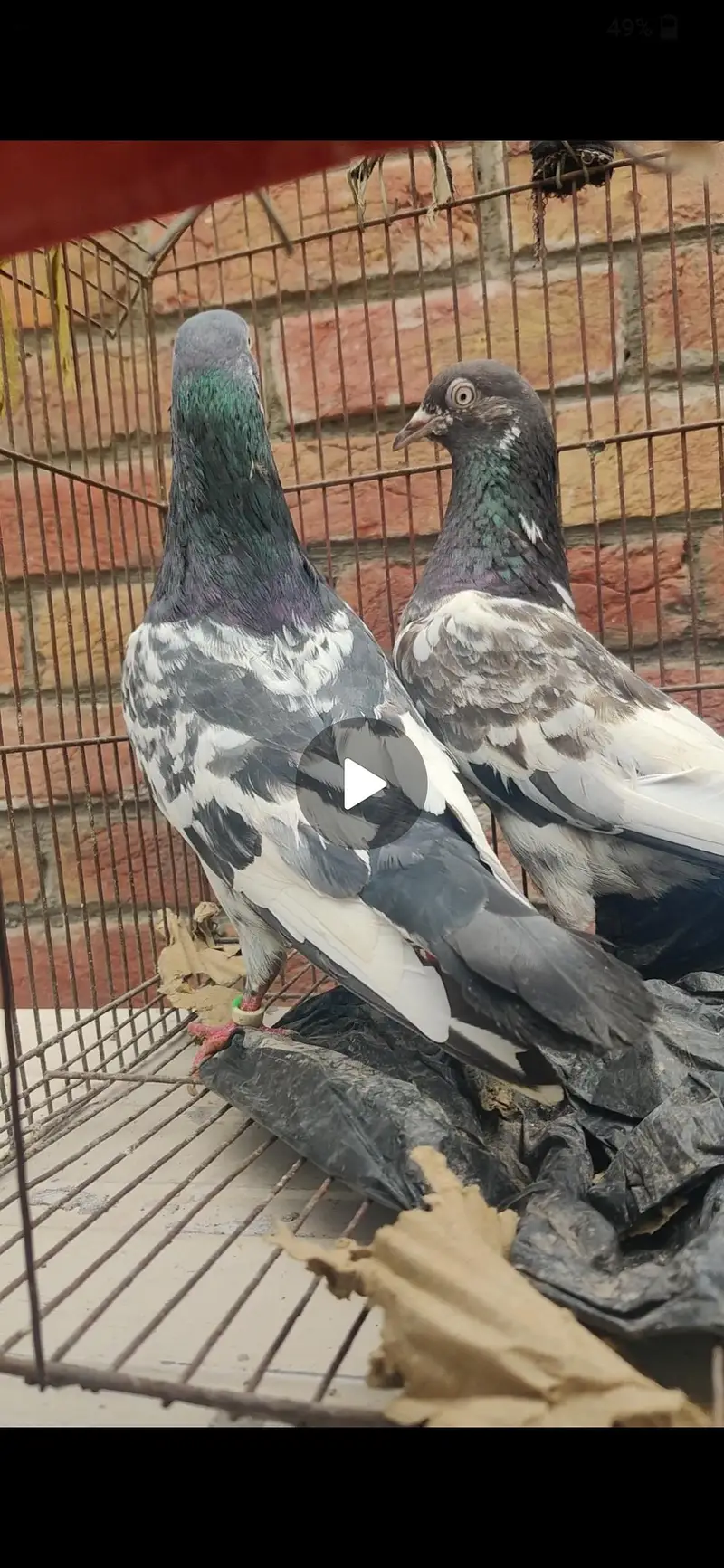 breeder kabootar Whatsapp 03/29/46/64/5/32 — photo 2
