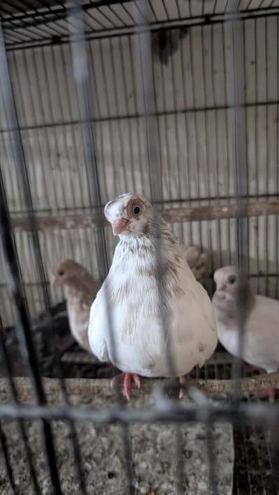 Karbali and Buddha face breeder pair