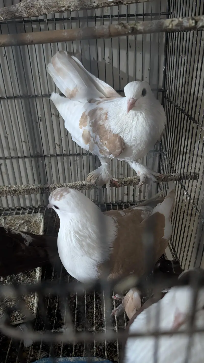 Karbali and Buddha face breeder pair — photo 2