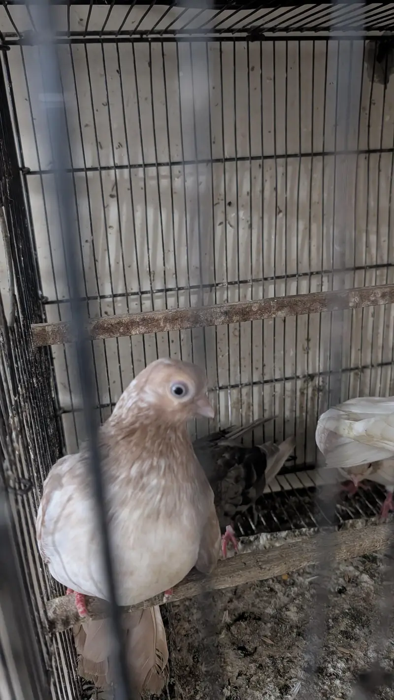 Karbali and Buddha face breeder pair — photo 3