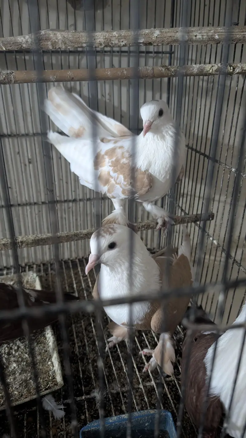Karbali and Buddha face breeder pair — photo 4