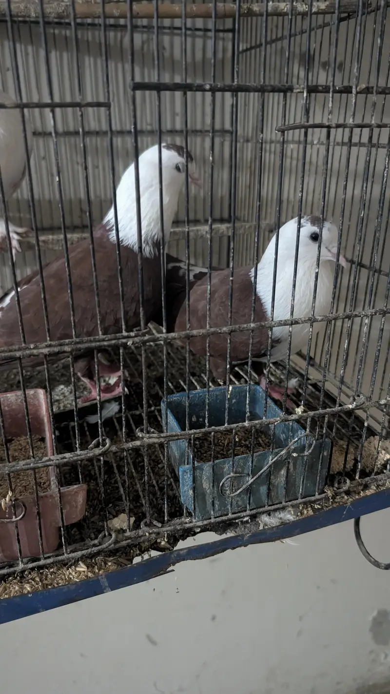 Karbali and Buddha face breeder pair — photo 5