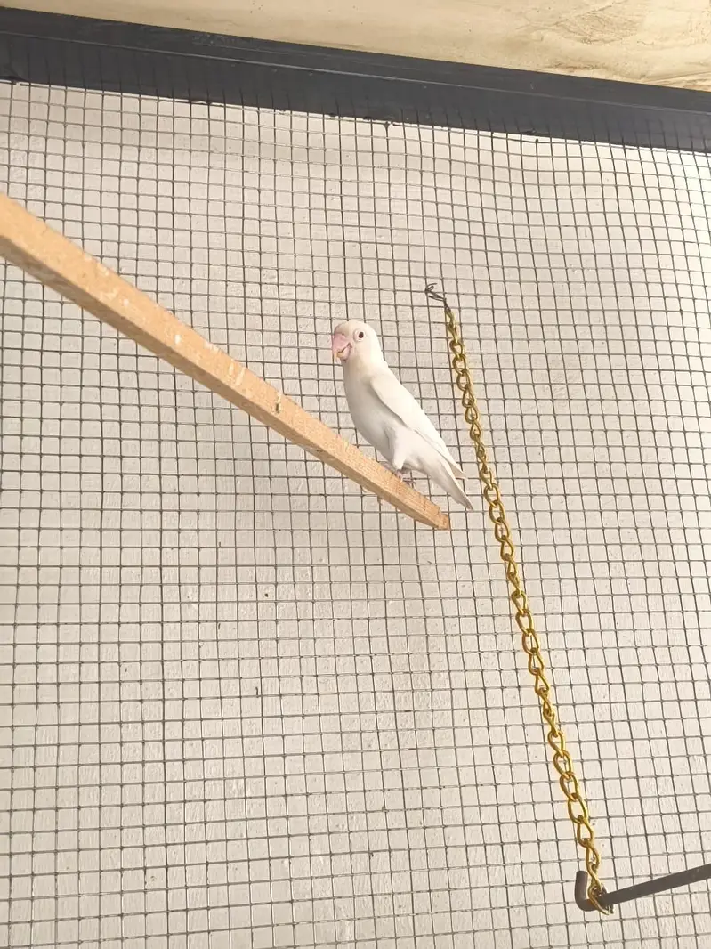 love birds cocktails