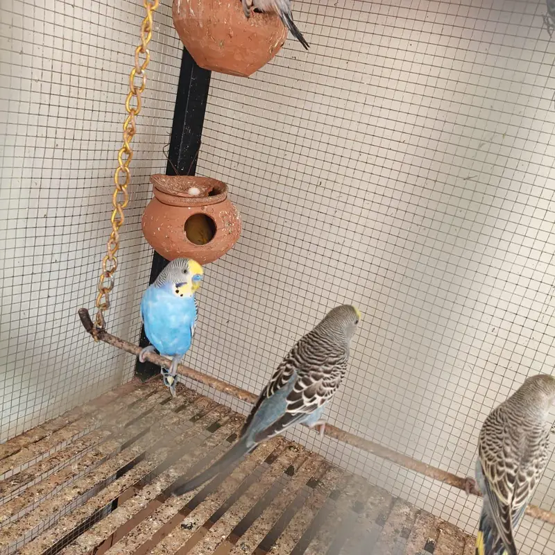 love birds cocktails — photo 2