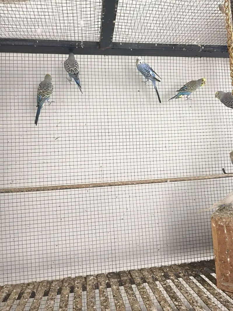 love birds cocktails — photo 4