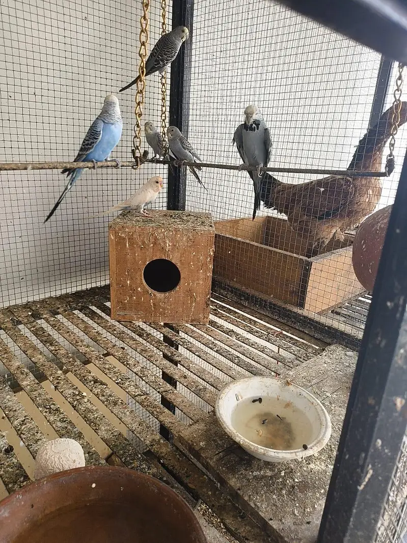 love birds cocktails — photo 7