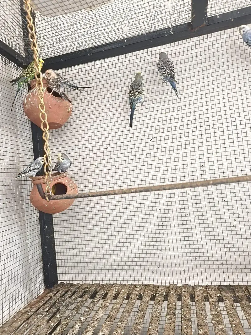 love birds cocktails — photo 9