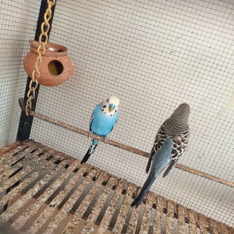 love birds cocktails — photo 10