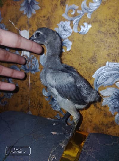 premium dragon chicks available