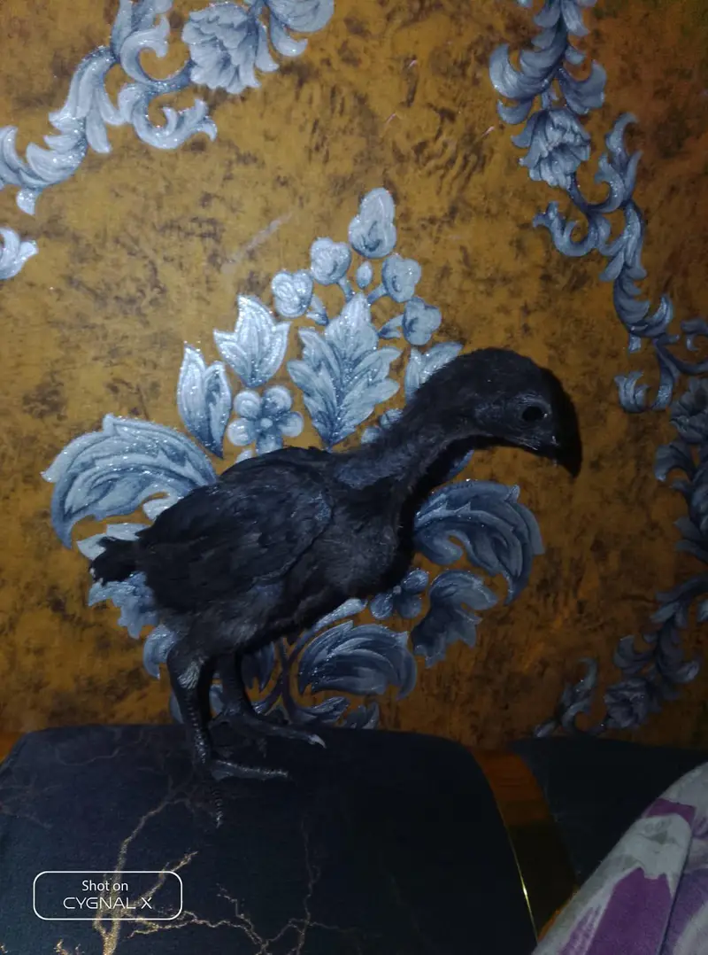 premium dragon chicks available — photo 2