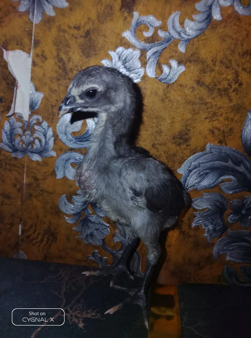 premium dragon chicks available — photo 3