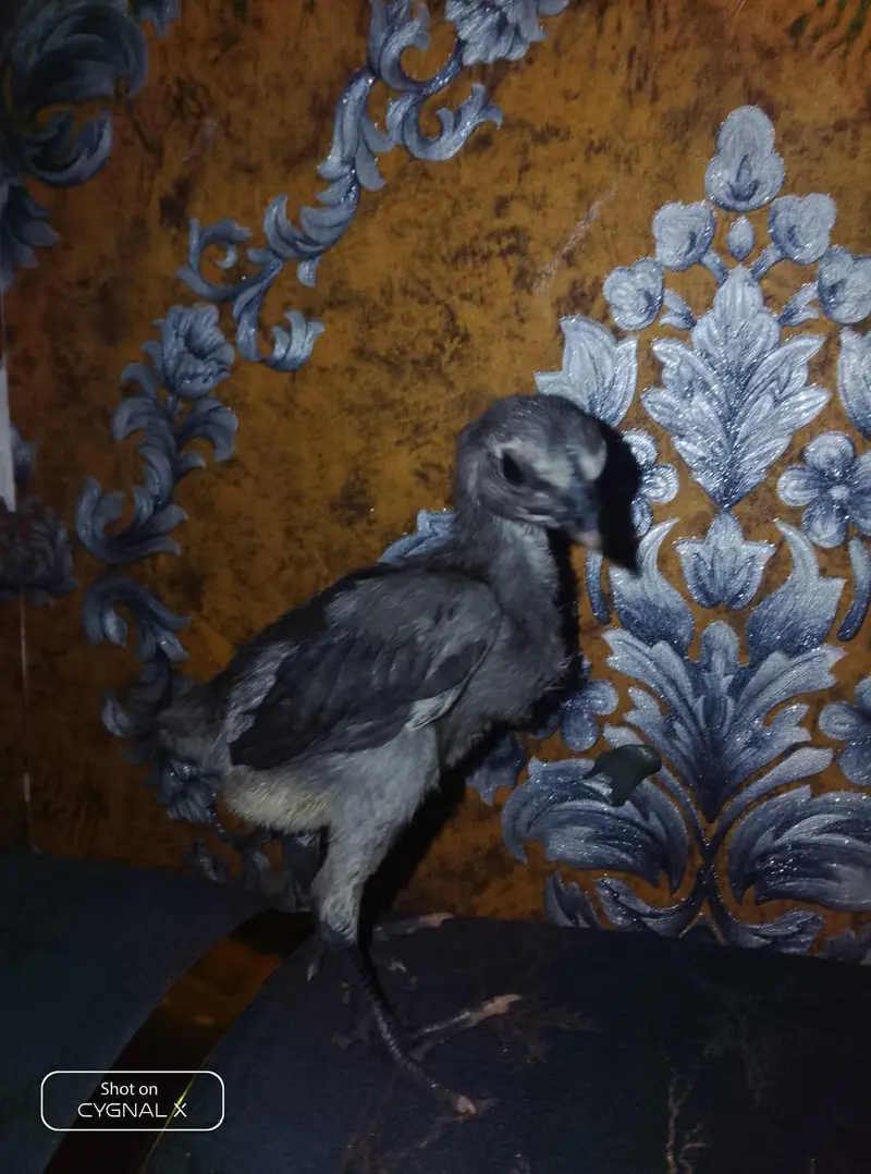 premium dragon chicks available — photo 4