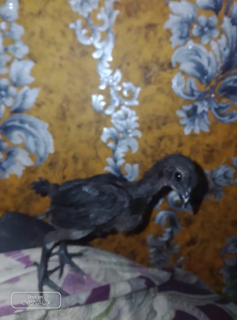 premium dragon chicks available — photo 5