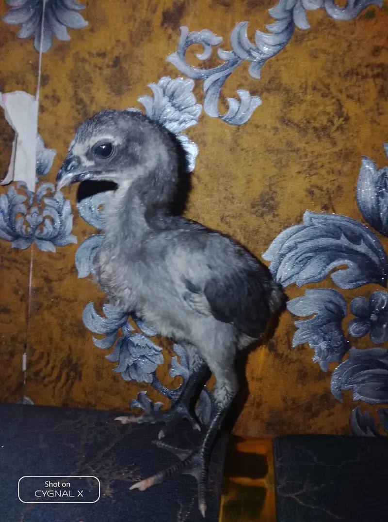 premium dragon chicks available — photo 6