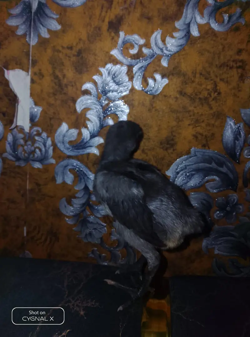 premium dragon chicks available — photo 7