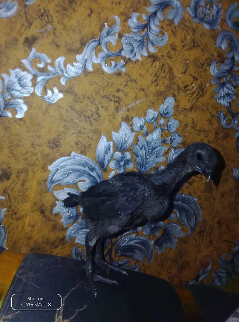 premium dragon chicks available — photo 8