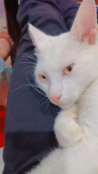 frandaly cat sale