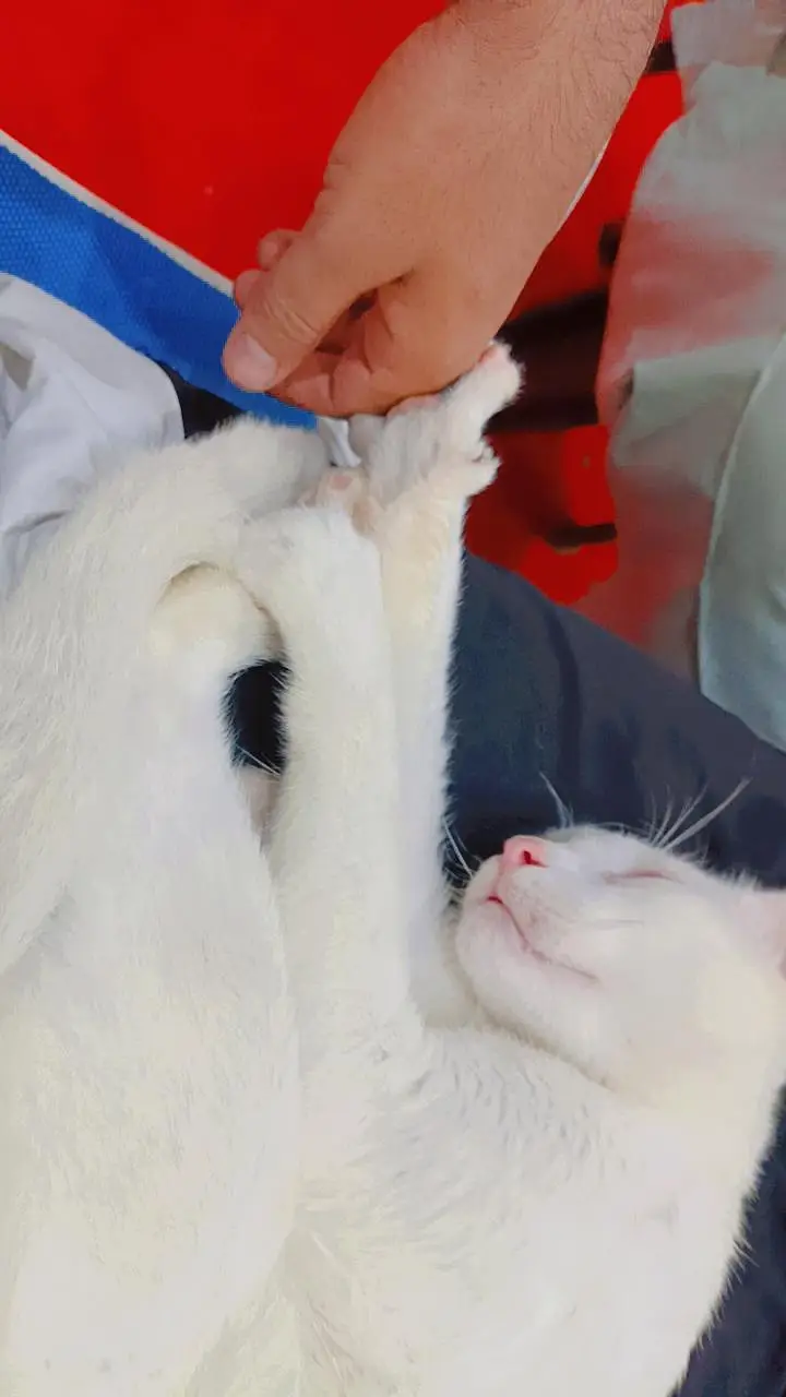 frandaly cat sale — photo 2