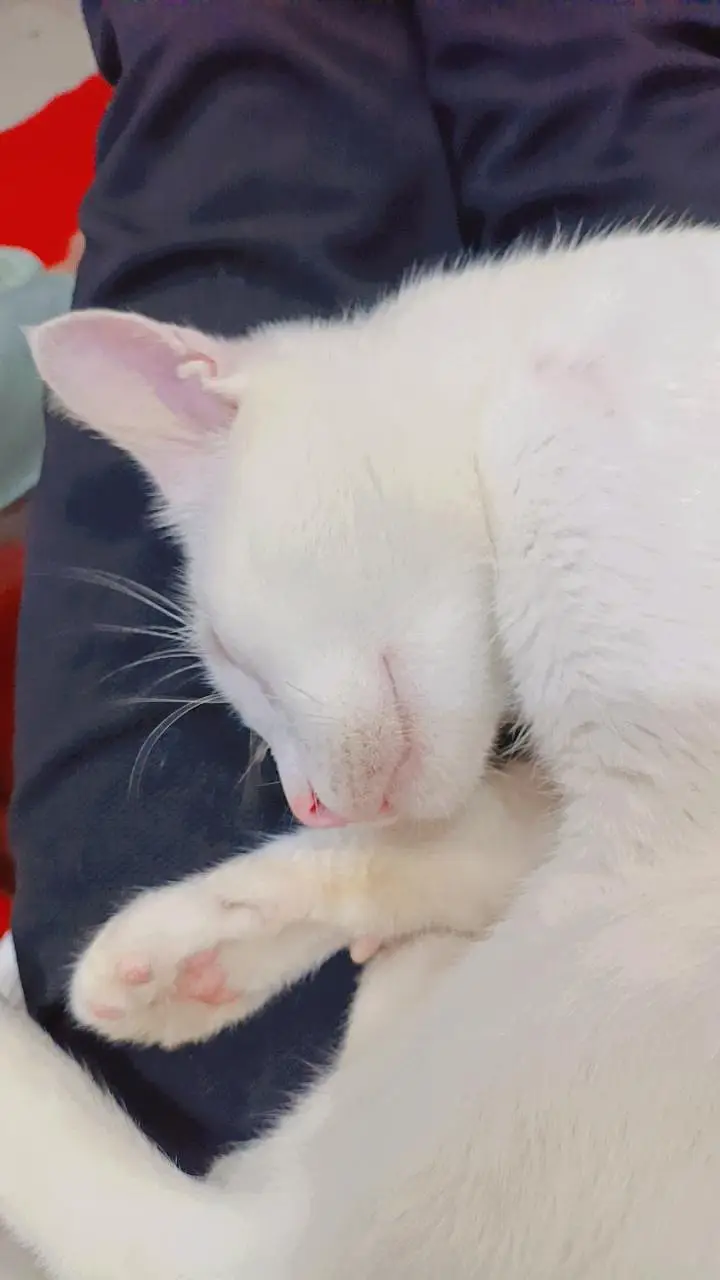 frandaly cat sale — photo 3