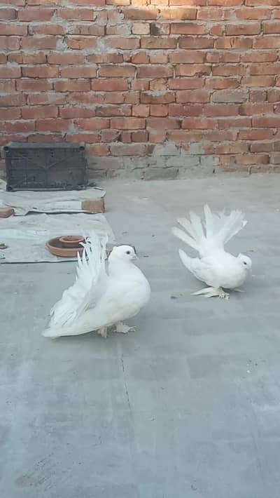 1 pees amarcon femal 1 pair yalo tail aor 1 bcha for sal