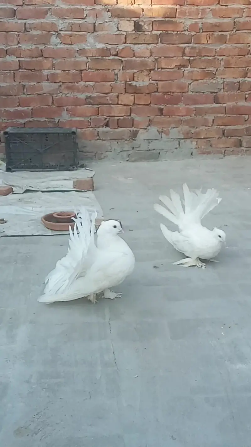 1 pees amarcon femal 1 pair yalo tail aor 1 bcha for sal