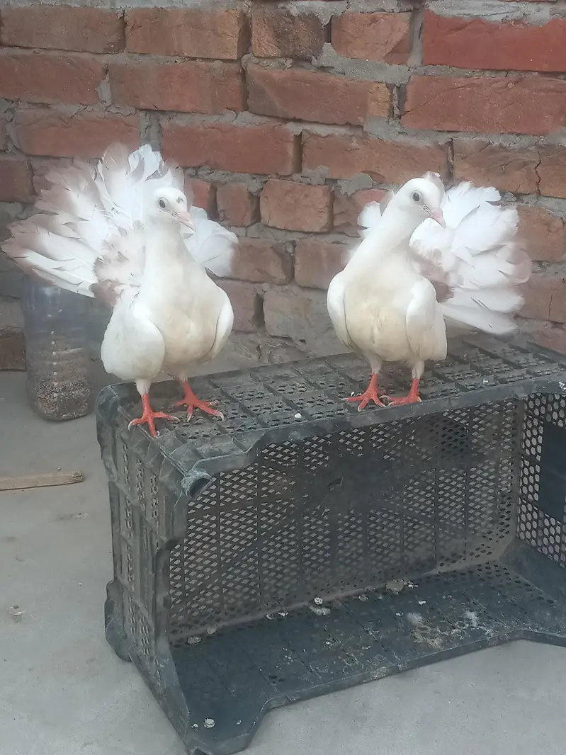 1 pees amarcon femal 1 pair yalo tail aor 1 bcha for sal — photo 3