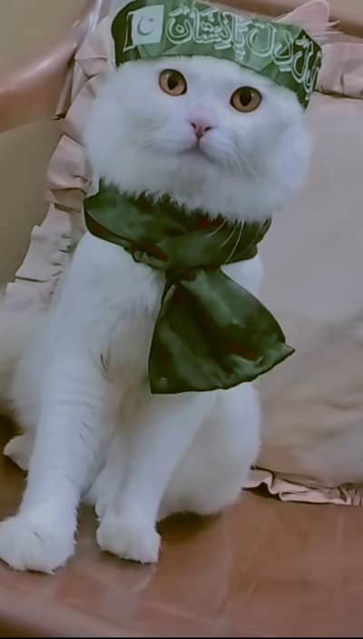 male cat for sale