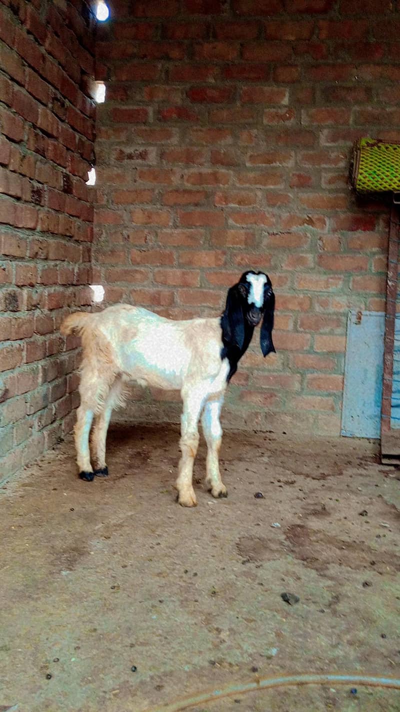 Goats 0