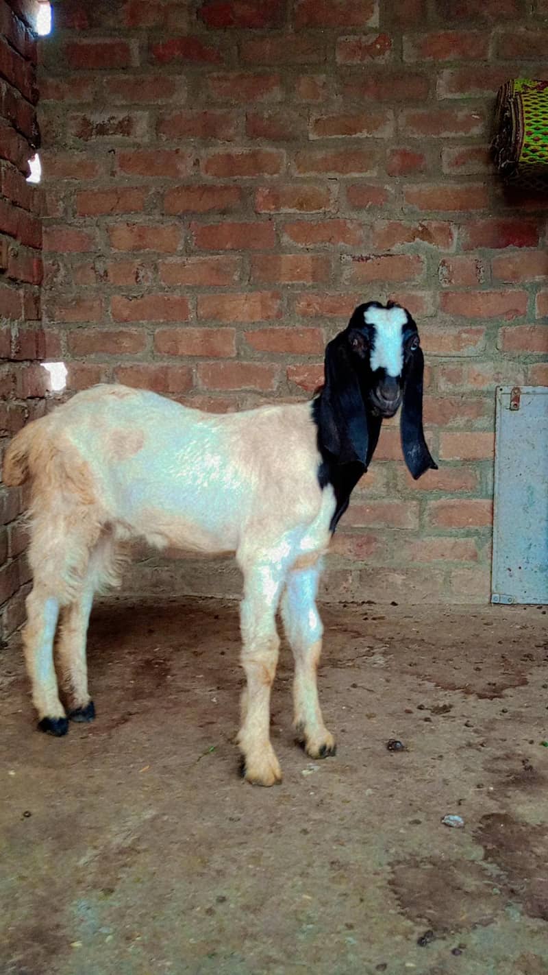 Goats 1