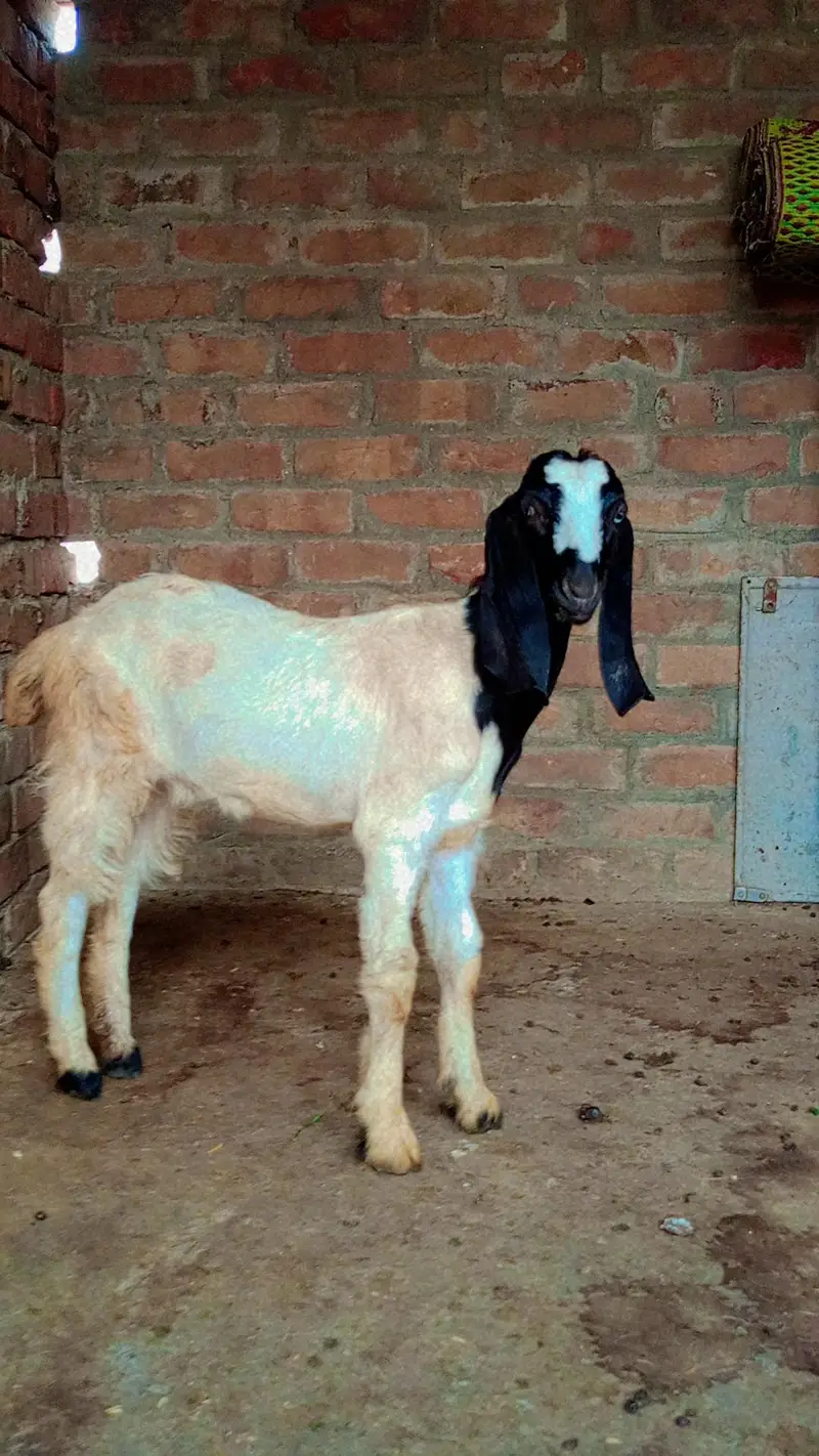 Goats — photo 2