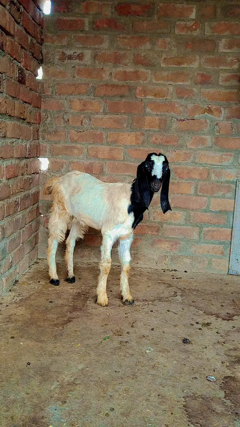 Goats — photo 3