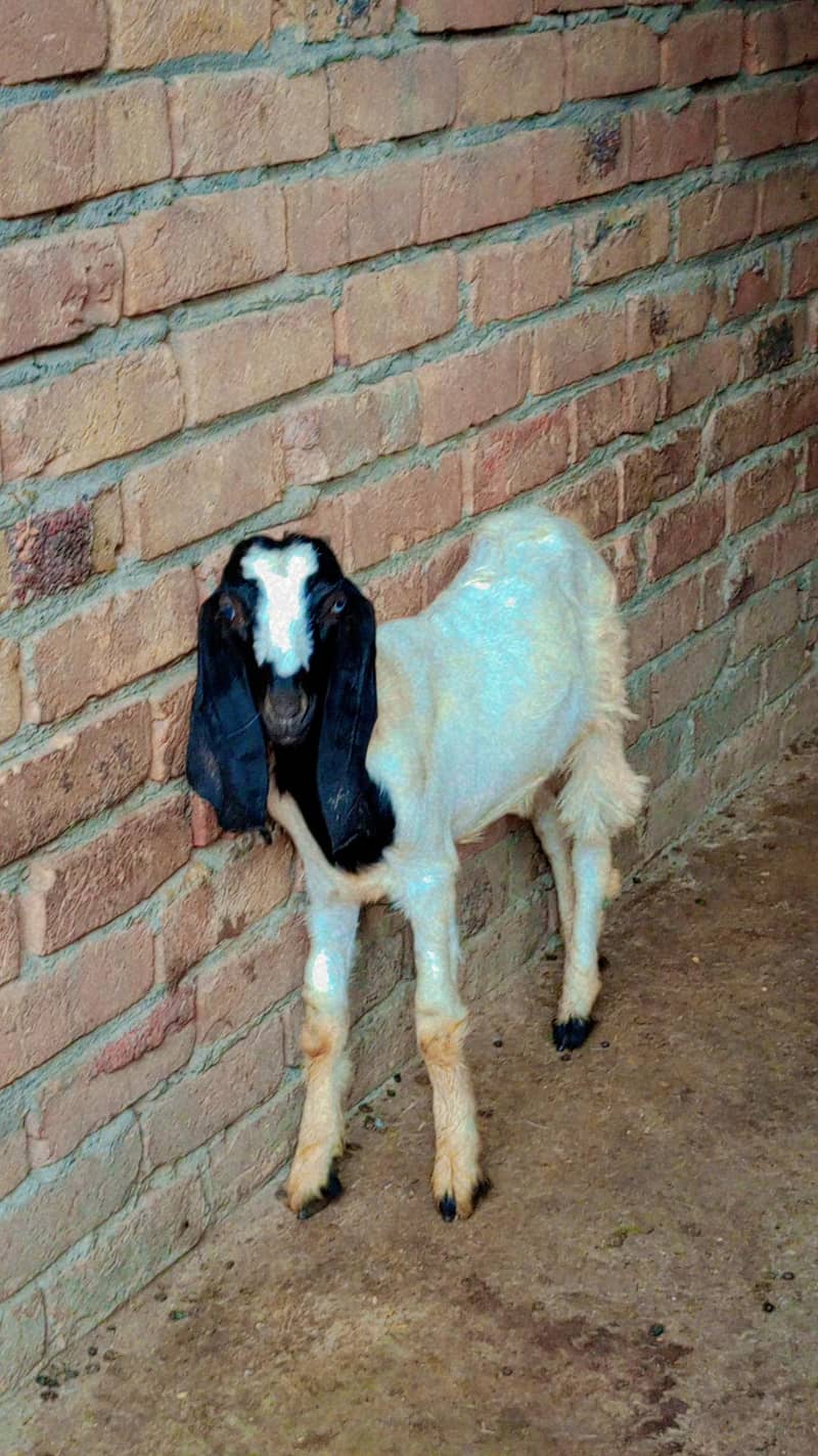 Goats 3
