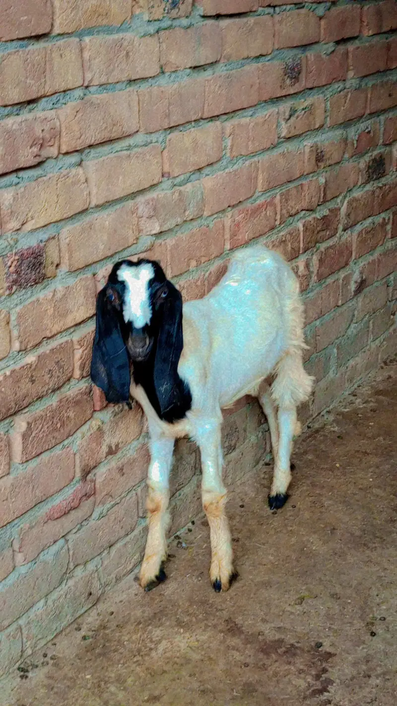 Goats — photo 4