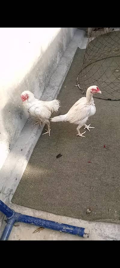 Hera aseel pair