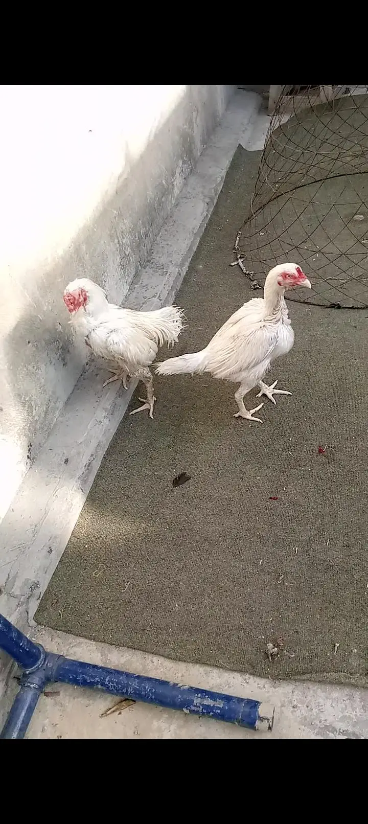 Hera aseel pair