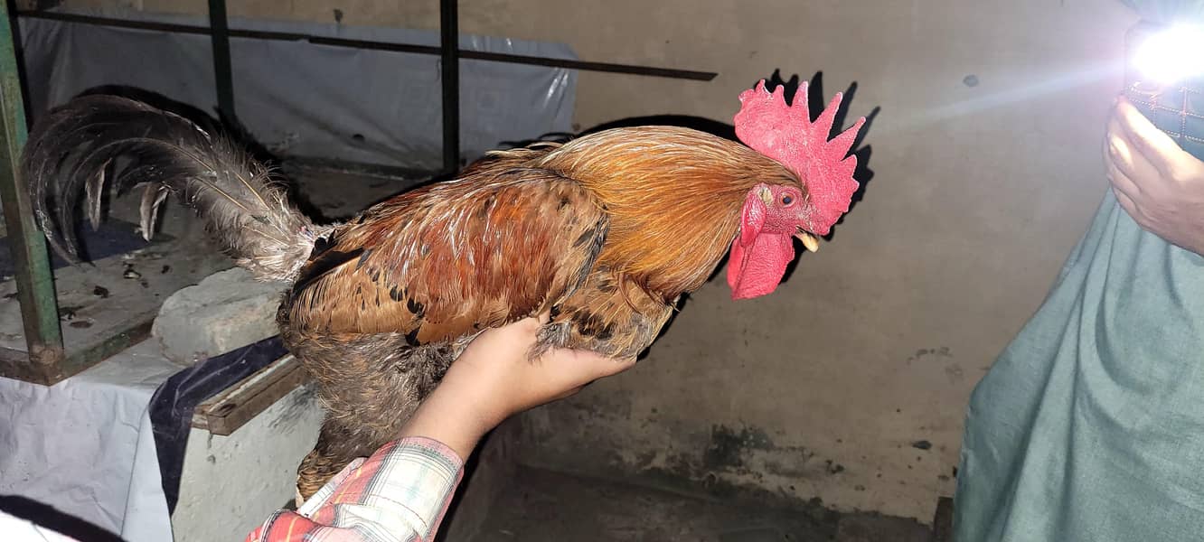 5 hens 2 roaster 0