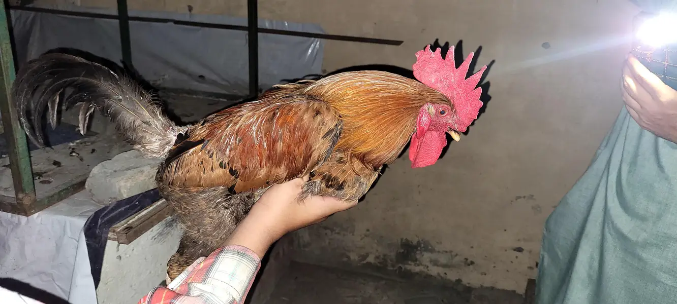 5 hens 2 roaster
