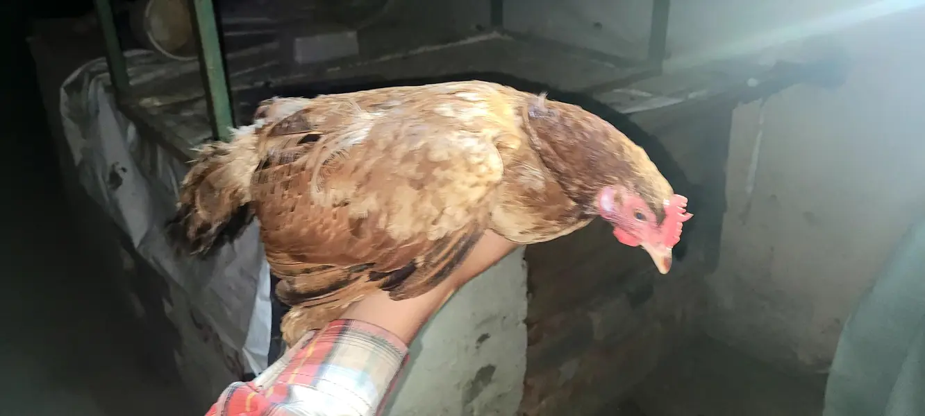 5 hens 2 roaster — photo 2