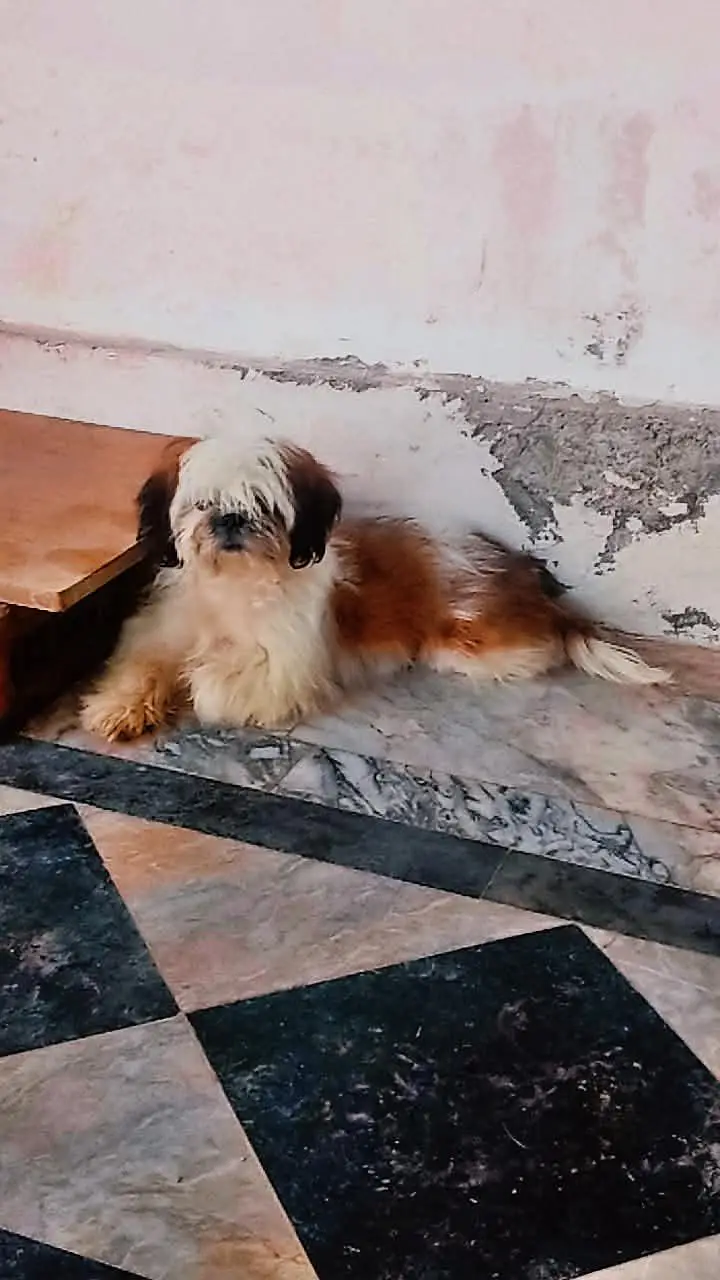 Shihtzu/shitzu