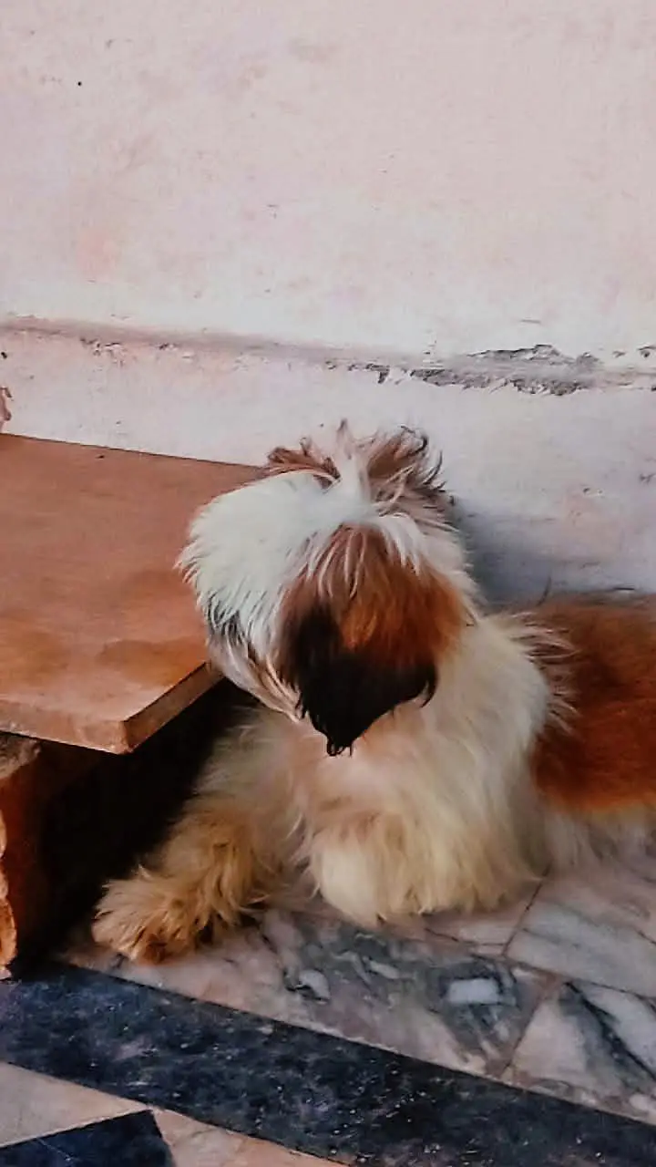 Shihtzu/shitzu — photo 2