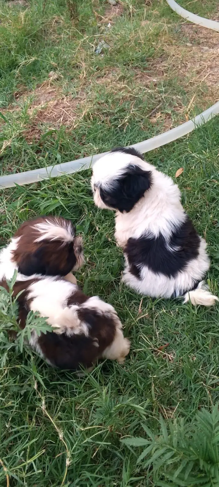 Shihtzu/shitzu — photo 4