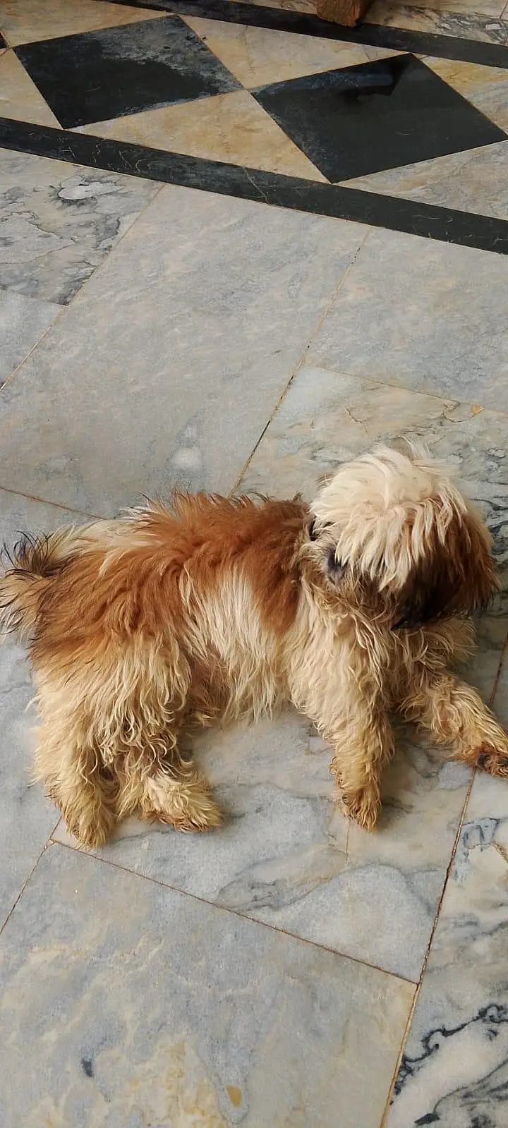 Shihtzu/shitzu — photo 5