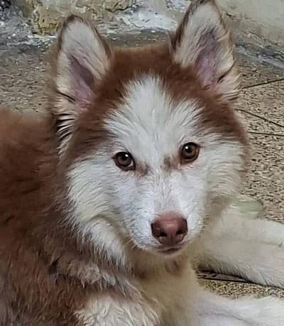 husky for sale 7 months ka ha serious log contact kry